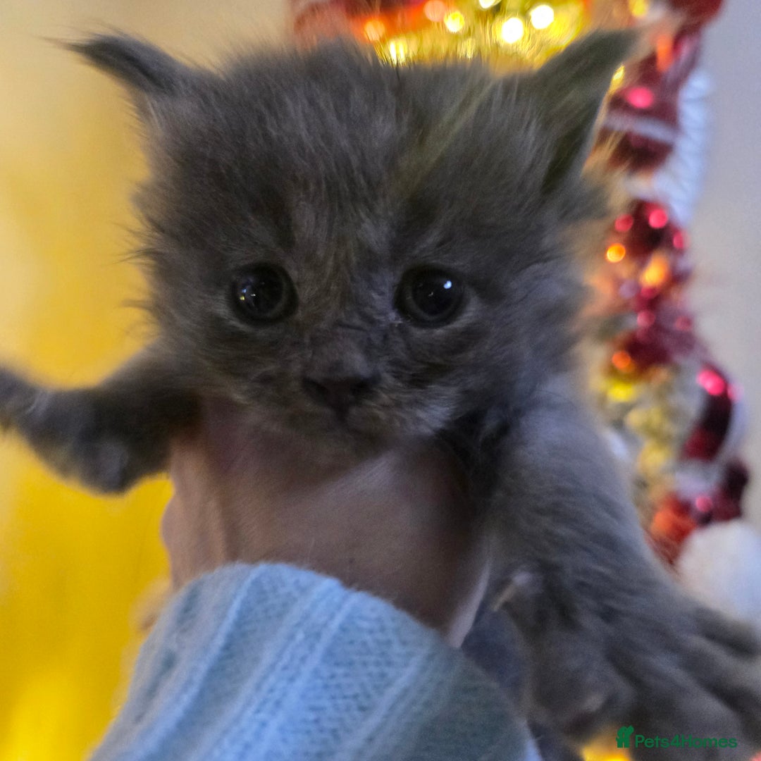 Maine Coon cats for sale: Champion russian Maine coon kittens - Advert 27