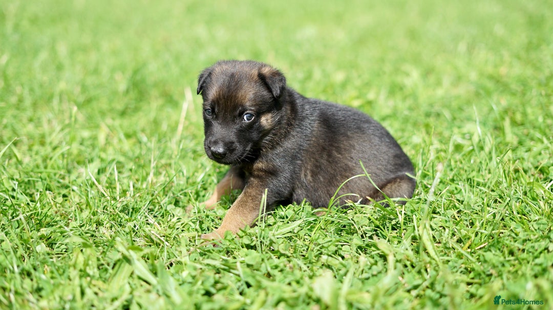 Belgian Shepherd Dog dogs for sale: Belgian Mallinois pups due - Advert 12