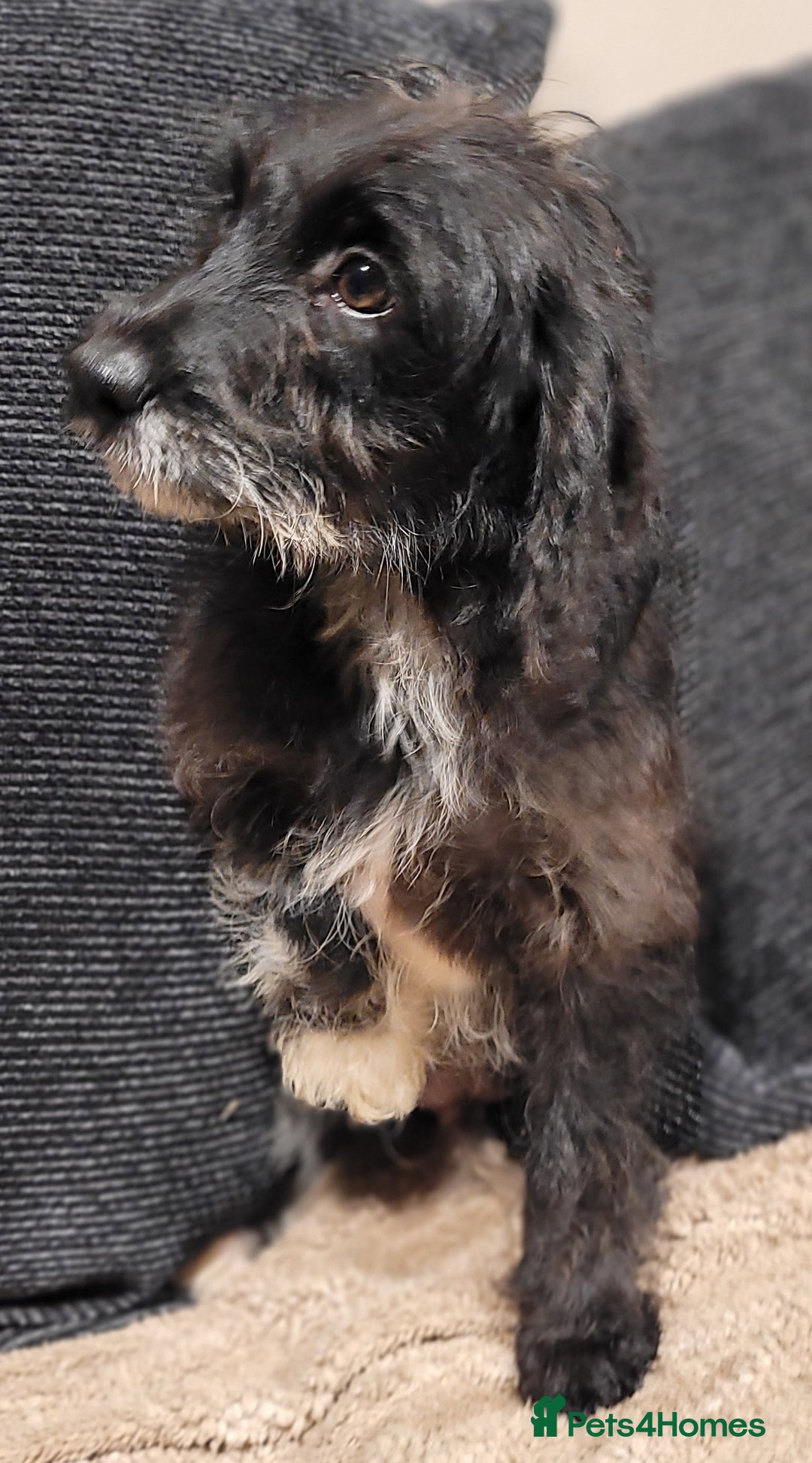 Labradoodle dogs for sale: Labradoodle puppies - Advert 10