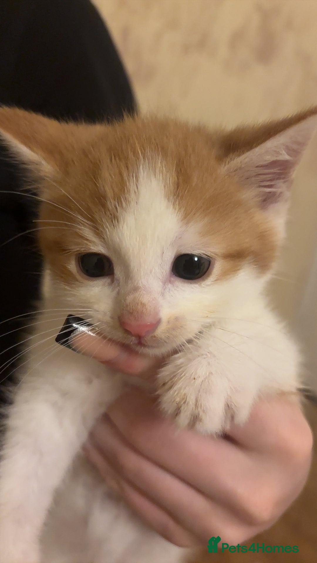 British Shorthair cats for sale: 4 kittens  - Advert 3