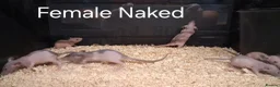 Rat rodents for sale: Baby Dumbo Rat's, Natural , Rex , Nakeds  - Advert 6