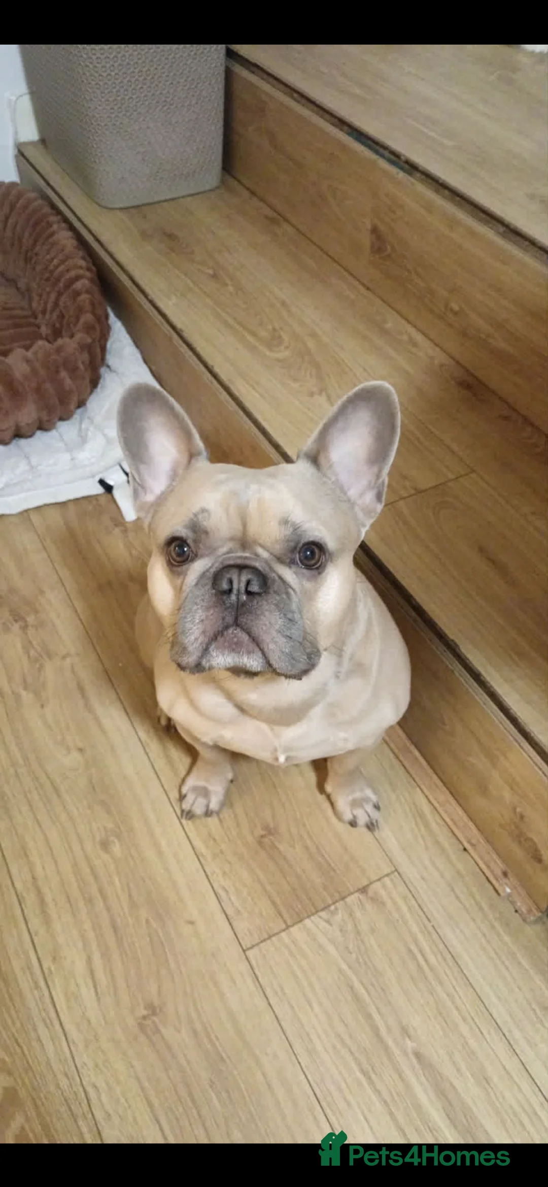 French Bulldog dogs for stud: Beautiful French bulldog  in Leicester - Advert 2