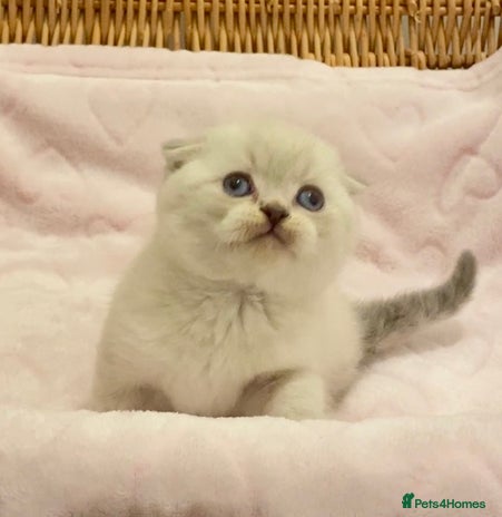 British Shorthair cats 🧸EXCEPTIONAL QUALITY PURE BREED BSH TEDDY BEARS🧸 - Advert 1