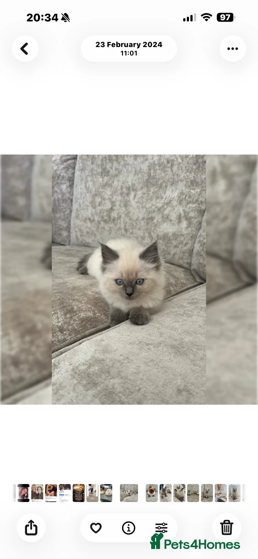 Ragdoll cats for sale: Ragdoll kittens due 19th April 2026 - Advert 3