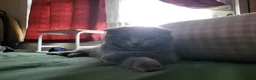 British Shorthair cats for sale: British short hair kitten  - Advert 10