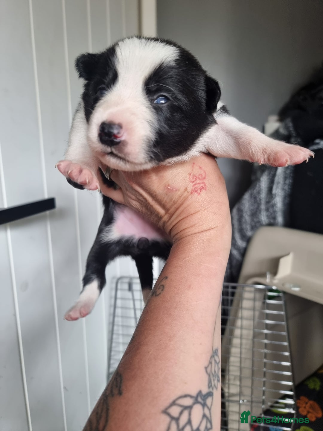 Border Collie dogs for sale: Border collie pups available  - Image 8