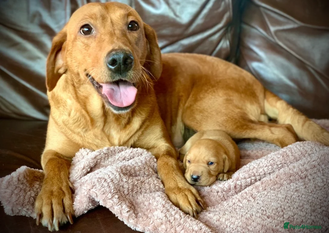 Labrador Retriever dogs for sale: Kennel club registered Labrador puppy's  - Advert 2