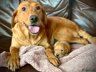 Labrador Retriever dogs Kennel club registered Labrador puppy's - Advert 1
