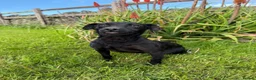 Patterdale Terrier dogs for sale: Patterdale terrier in Winscombe - Advert 4