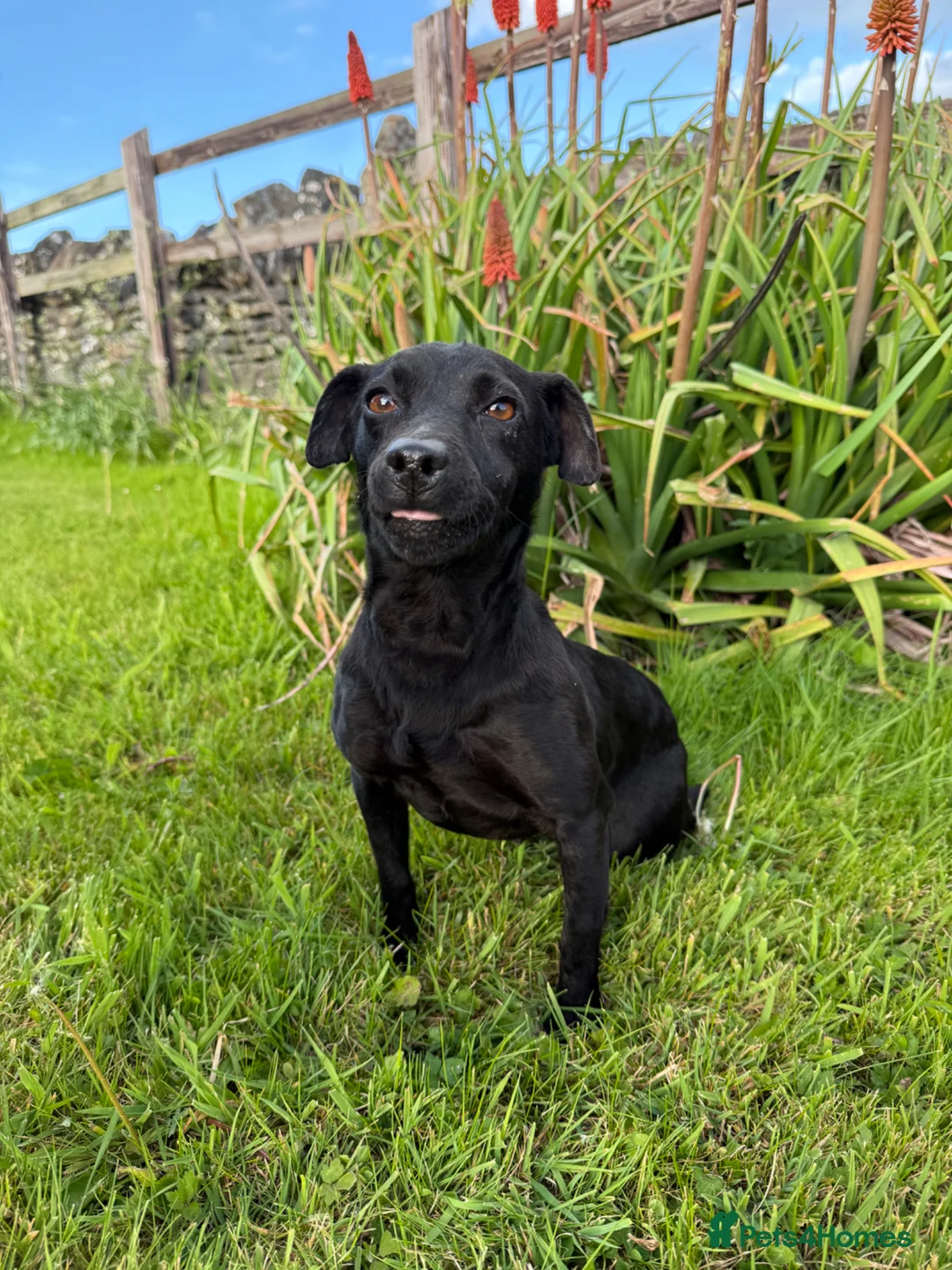 Patterdale Terrier dogs for sale: Patterdale terrier in Winscombe - Advert 4