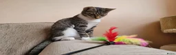 Domestic Shorthair cats for adoption: Seaweed - Advert 5