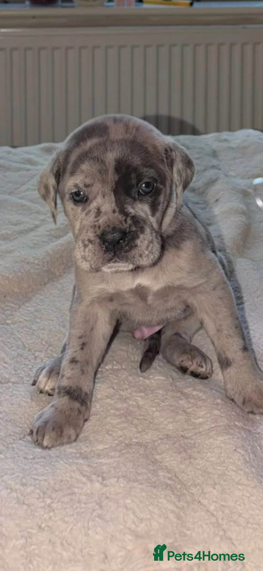 Cane Corso dogs for sale: Healthy adorable puppies Breed Cain corse.    - Advert 1