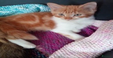 Mixed Breed cats - Advert 13