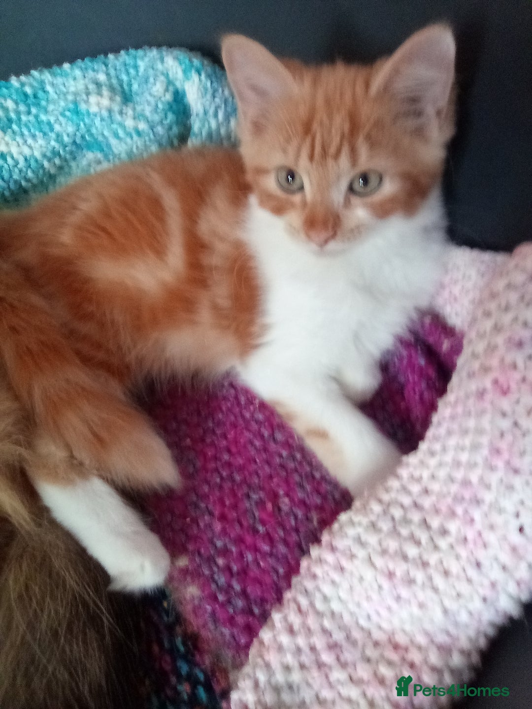 Mixed Breed cats for sale: Ginger Kittens - Image 2