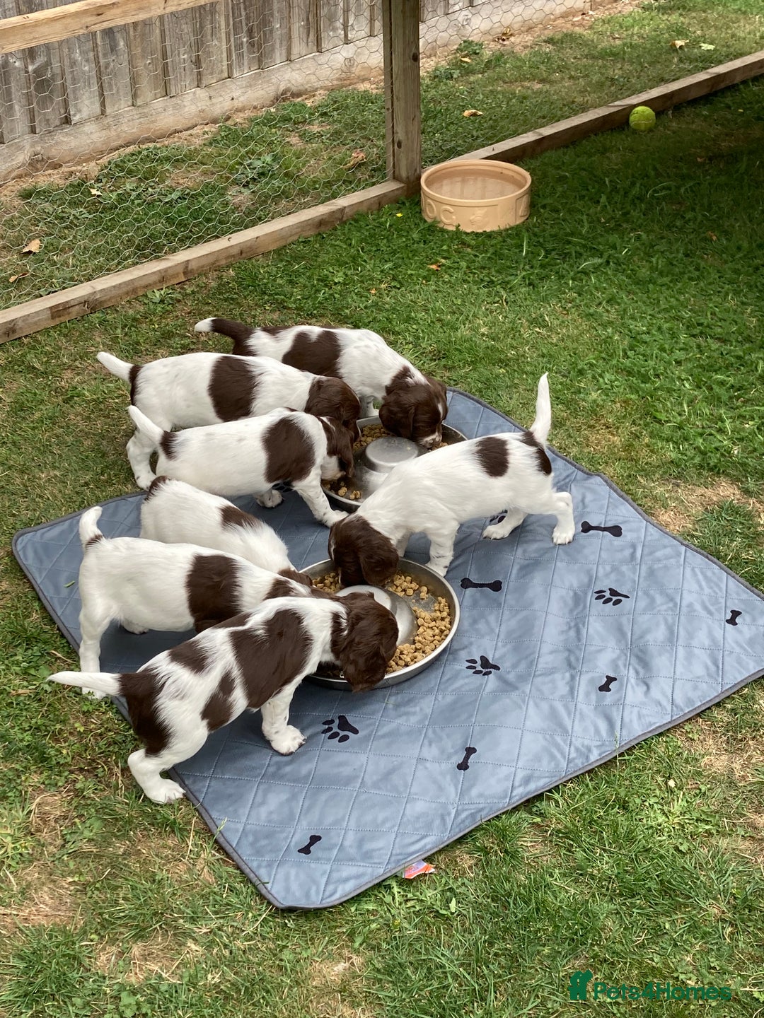 English Springer Spaniel dogs for sale: FTCH sired English Springer Spaniel Puppies - Image 20