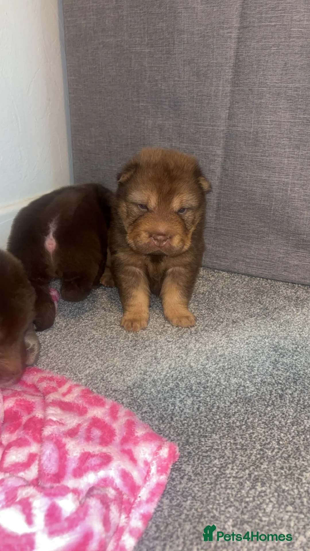 Shar Pei dogs for sale: Top quality choc and tan bear coat sharpies - Advert 35