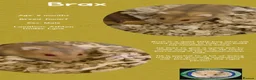 Hamster rodents for sale: Hamsters for adoption  - Advert 18