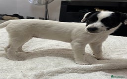 Patterjack dogs for sale:  🐾 Patterdale x Jack Russell Puppies 🐾 - Image 25