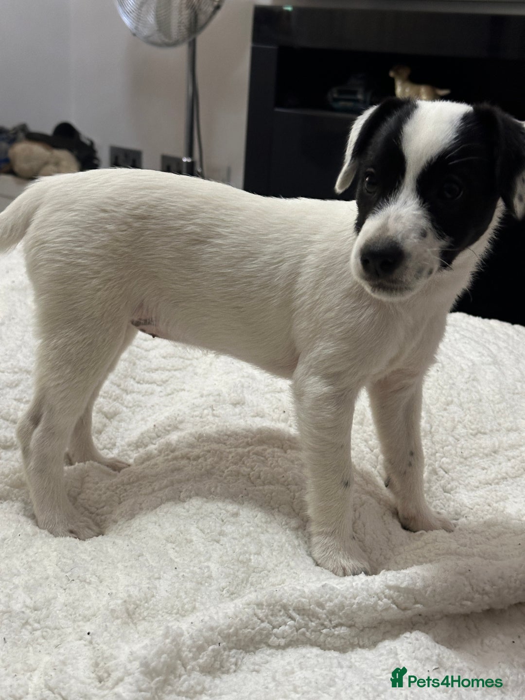 Patterjack dogs for sale:  🐾 Patterdale x Jack Russell Puppies 🐾 - Image 25