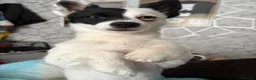 Chihuahua dogs for sale: male chihuahua for sale bolton in Bolton - Advert 3