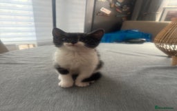 British Shorthair cats for sale: 4 kittens ready to go to there forever homes  - Image 4