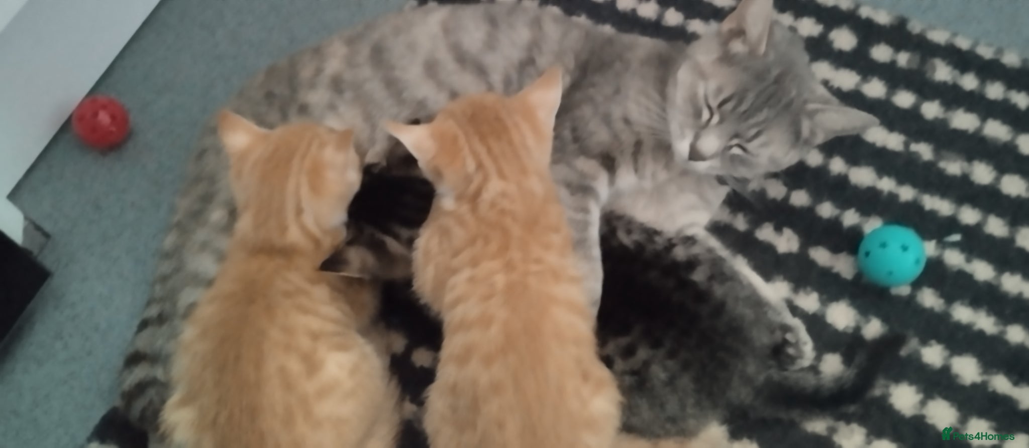 British Shorthair cats Beautiful kittens British shorthair - Advert 4