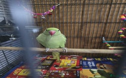 Parrots birds for sale: Indian ringneck - Image 4