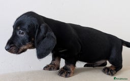 Dachshund dogs for sale: Teckel Pups - Advert 8
