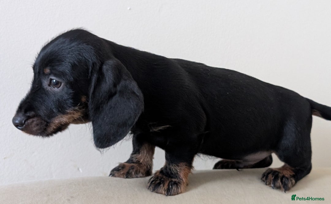 Dachshund dogs for sale: Teckel Pups - Advert 8