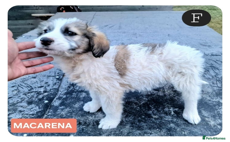 Mixed Breed dogs MACARENA  - Advert 1