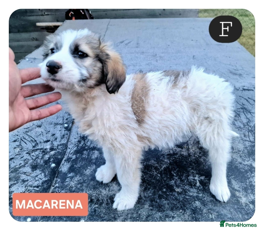 Mixed Breed dogs for adoption: MACARENA  - Advert 1