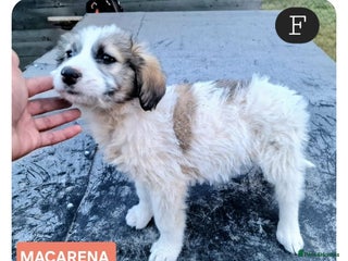 Mixed Breed dogs MACARENA - Advert 1