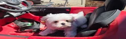 Maltese dogs for sale: Affectionate purebred maltese puppies  in Redcar - Advert 2