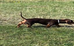 Miniature Dachshund dogs for stud: Miniature Chocolate Dachshund for stud - Image 13