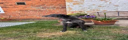 Mixed Breed dogs for sale: Bedlington Whippet Puppies  in Tadcaster - Advert 4