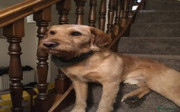 Labradoodle dogs for stud: Clyde-F1 Labradoodle  - Image 11