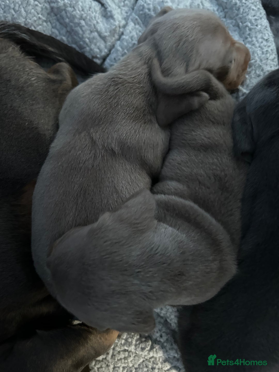 Miniature Dachshund dogs for sale: Stunning Mini Dachshund Puppies - Image 10
