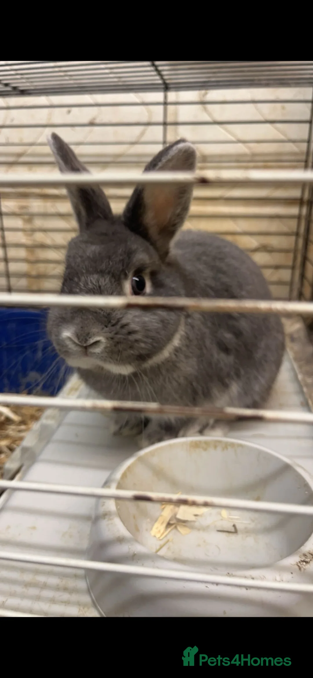 Netherland Dwarf rabbits for sale: Male rabbit for sale  - Advert 2