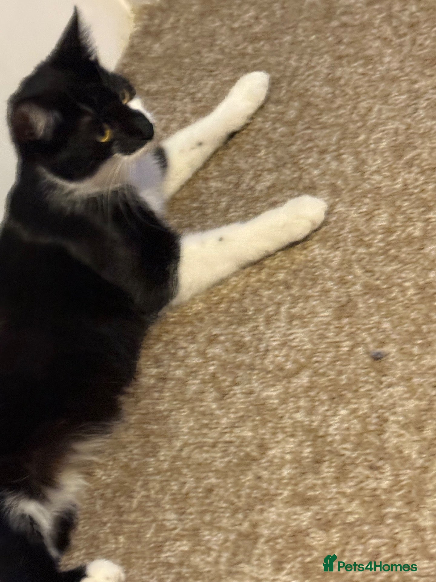 Domestic Shorthair cats 4 kittens available  - Advert 10