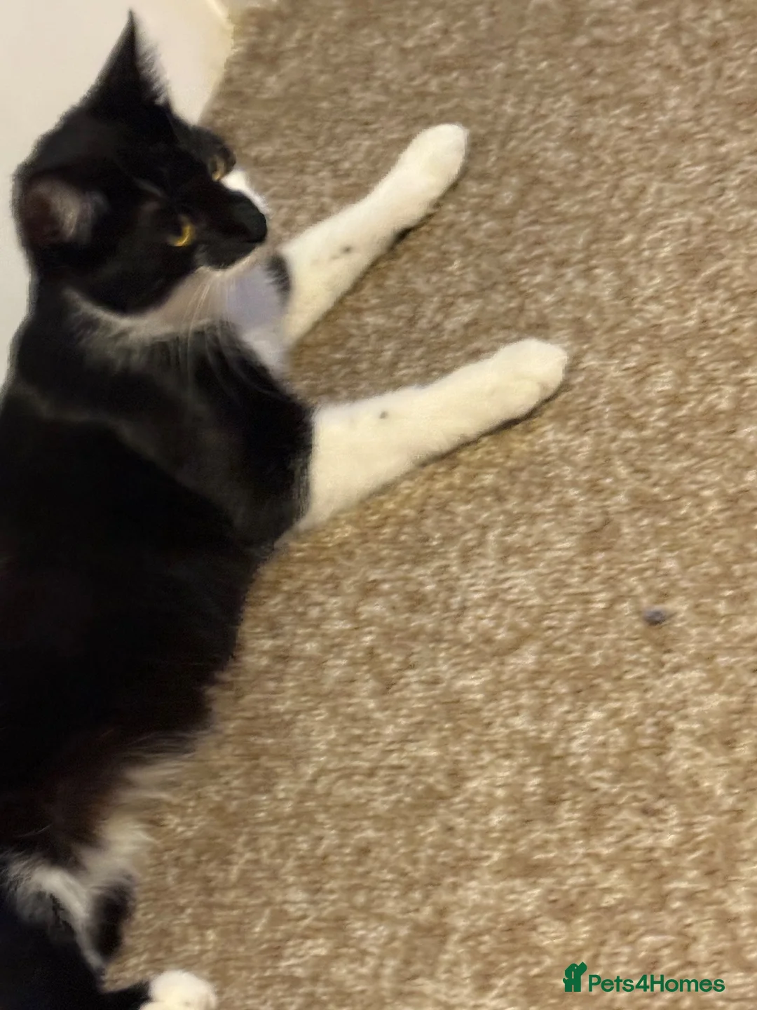 Domestic Shorthair cats for sale: 4 kittens available  in Sutton Coldfield - Advert 1