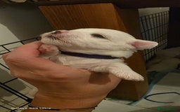 Maltese dogs for sale: Puppy maltese - Image 16
