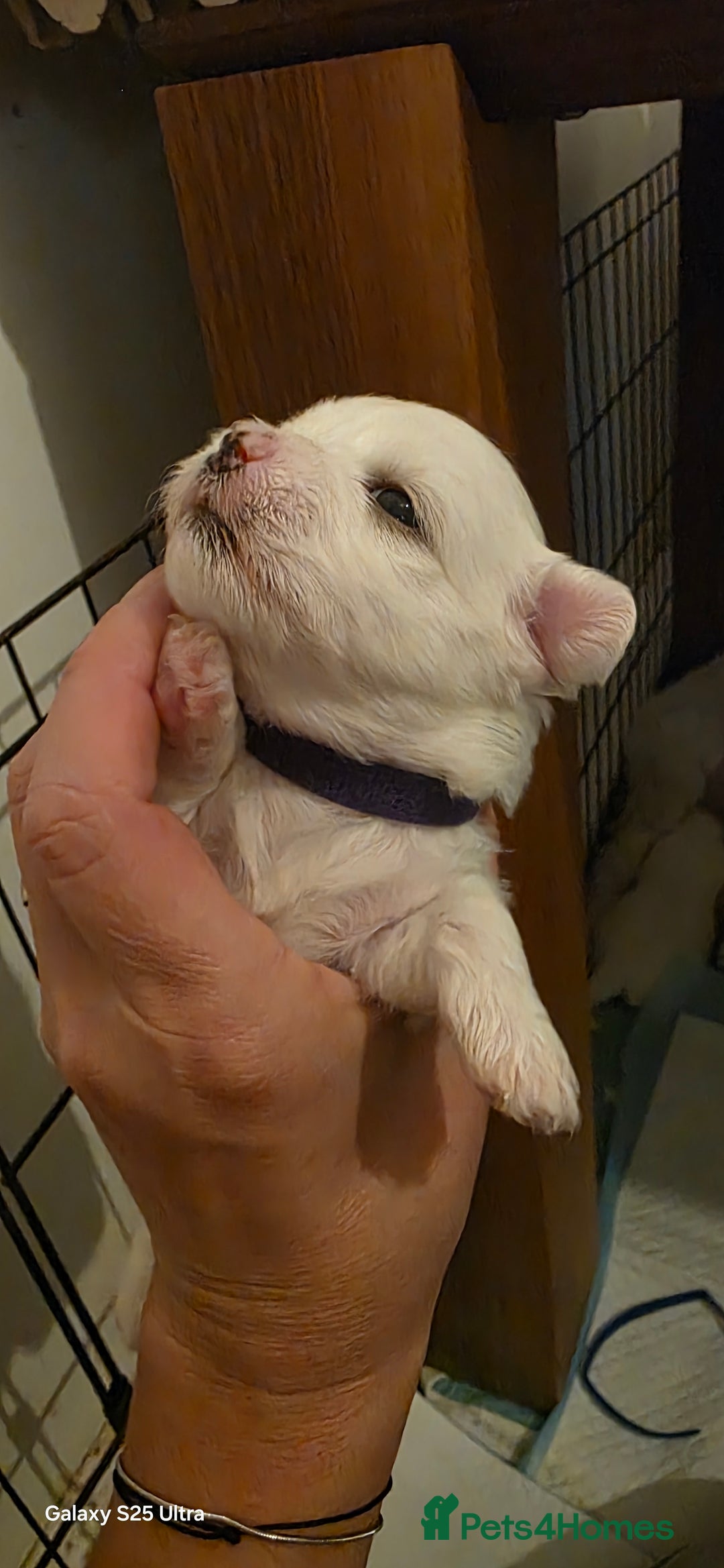 Maltese dogs for sale: Puppy maltese - Image 16