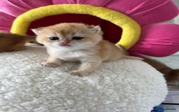 British Shorthair cats for sale: British Shorthair NY12 Kittens  - Image 8