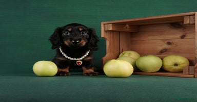 Miniature Dachshund dogs - Advert 10