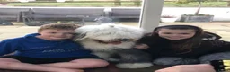Old English Sheepdog dogs for sale: Old English sheep dog kc - Advert 7