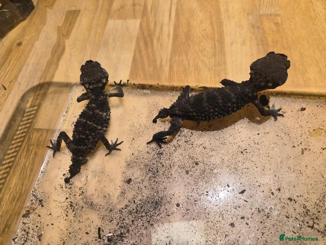 Gecko reptiles for sale: 1.1 Nephrurus asper (Rough Knob-tailed Gecko)  - Advert 1