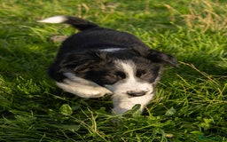 Border Collie dogs for sale: Border Collie Pups N/Wales - Image 1