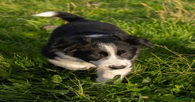 Border Collie dogs - Advert 6