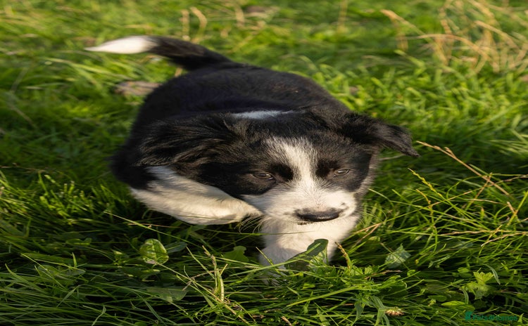 Border Collie dogs - Advert 14