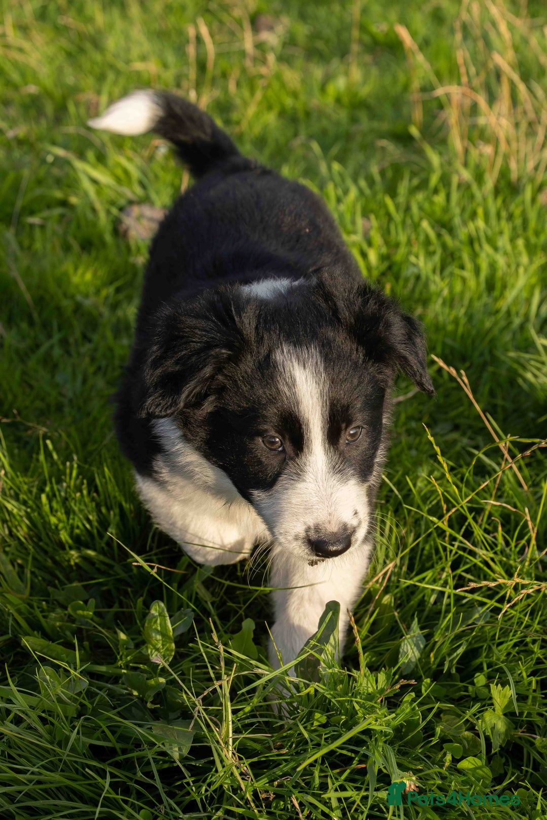 Border Collie dogs for sale: Border Collie Pups N/Wales - Image 1
